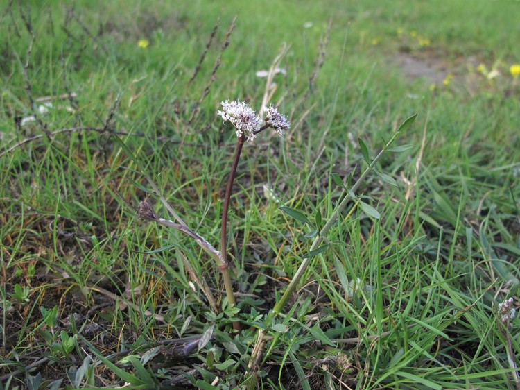 Oenanthe globulosa